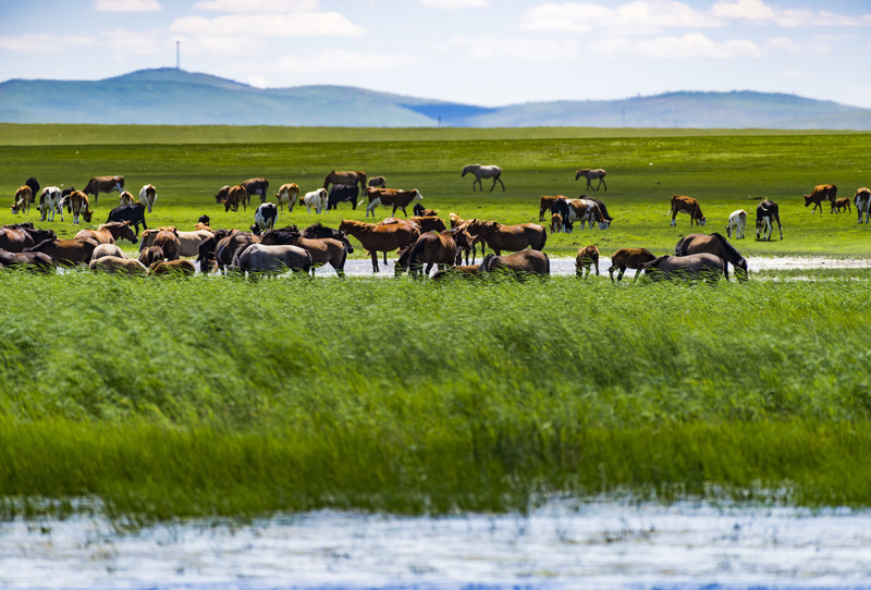 走进内蒙古,深度体验与心得分享