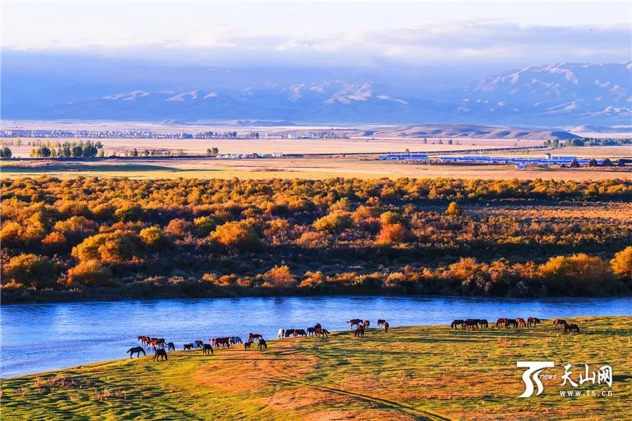 新疆之韵,探索独特文化与风情